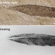 The feather as seen under normal light (top) and an early drawing of the feather, showing an assumed quill.